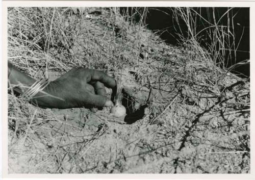 "[Robert] Story, gathering photos": Person taking roots out of a hole (print is a cropped image)