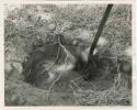 "[Robert] Story, gathering photos": Root and a shovel in a hole (print is a cropped image)