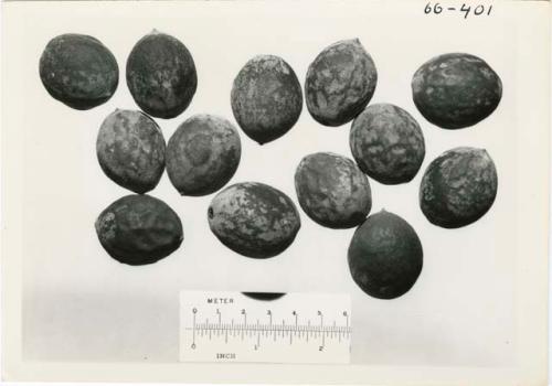 "[Robert] Story, gathering photos": Plant seeds or nuts, with a ruler for measurement