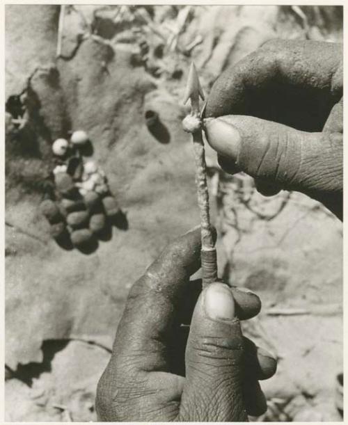 Hunting equipment:  Person's hands poisoning the arrow by smearing a beetle substance on it (print is a cropped image)