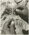 Hunting equipment: Person's hands holding larva and a little stick smeared with poison (print is a cropped image)