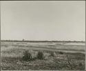 [No folder title]: View of Gautscha Pan with water, grass, and aloes (print is a cropped image)