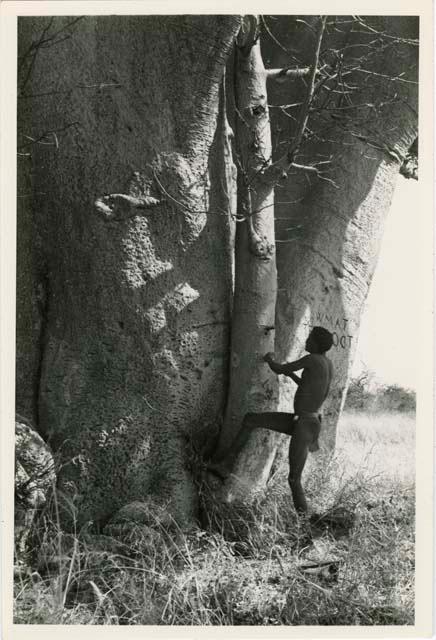 Names on baobab trees: "Crooked /Qui" beginning to climb a baobab tree using pegs that have been driven into the bark (print is a cropped image)