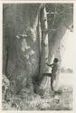 Names on baobab trees: "Crooked /Qui" beginning to climb a baobab tree using pegs that have been driven into the bark (print is a cropped image)