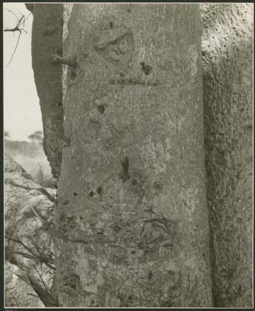 Names on baobab trees: Pegs in the baobab tree used for climbing, close-up (print is a cropped image)