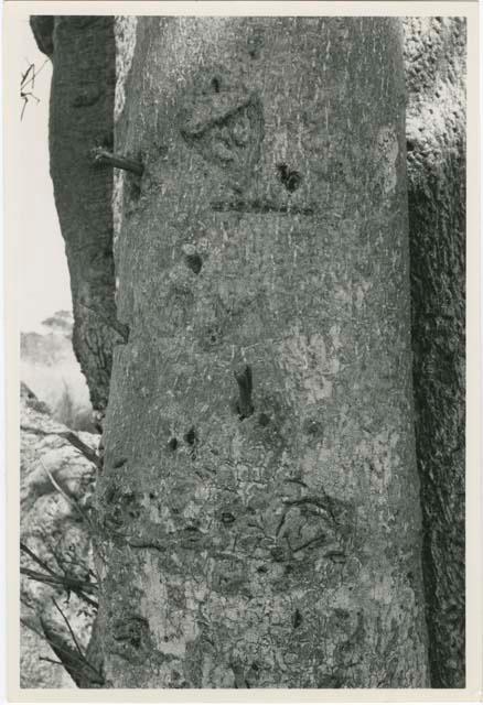 Names on baobab trees: Pegs in the baobab tree used for climbing, close-up (print is a cropped image)