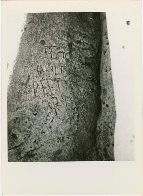 Names on baobab trees: Names carved on the trunk of a baobab tree, close-up (print is a cropped image)