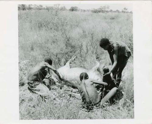 "/Gwi hunters, year 1955": "Short /Qui" and two unidentified men skinning a kudu carcass