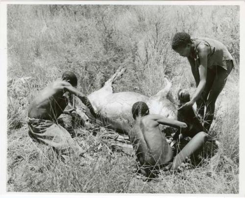 "/Gwi hunters, year 1955": "Short /Qui" and two unidentified men skinning a kudu carcass (print is a cropped image)