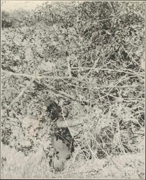 Boy picking berries from bushes