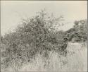 Boy picking berries from bushes
