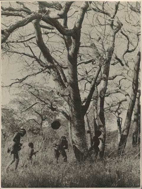 Men and boys gathering mangettis (print is a cropped image)

