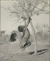 Little girl swinging by her arms from a tree