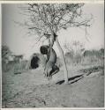 Little girl swinging by her arms from a tree