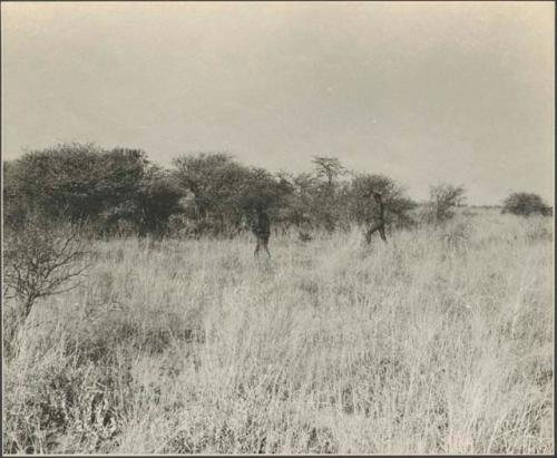 Two men walking in grass, seen from a distance
