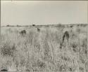 Men and women bent over in grass picking tsi