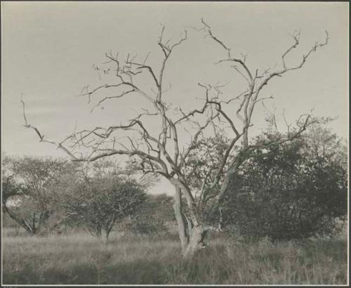 Bare tree on the way to Thinthuma