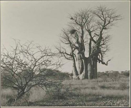 Baobab which the boys climb without pegs, bare of leaves
