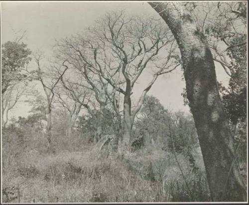 View of mangetti trees and skerms
