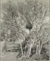 Man climbing down from a tree after hanging up a bag of possession