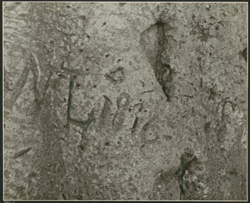 "Names on baobab trees": "N L 1876" carved in the trunk of a baobab tree, close-up (print is a cropped image)