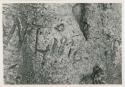 "Names on baobab trees": "N L 1876" carved in the trunk of a baobab tree, close-up (print is a cropped image)