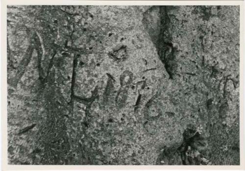 "Names on baobab trees": "N L 1876" carved in the trunk of a baobab tree, close-up (print is a cropped image)