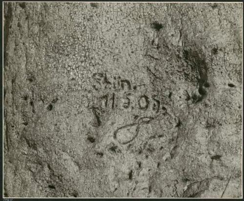 "Names on baobab trees": Name and date "Shün 11.5.05" carved in the trunk of a baobab tree, close-up (print is a cropped image)