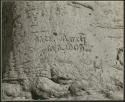 "Names on baobab trees": Name and date "Rush 10.13.1903" carved in the trunk of a baobab tree, close-up (print is a cropped image)