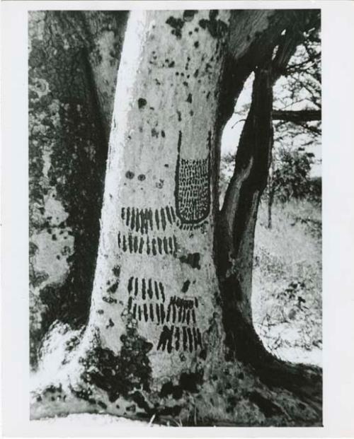 "Names on baobab trees": Drawings made by young girls on female mangetti trees, representing their aprons and the scarification on their legs (print of slide 2001.29.2172)