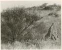 "Ant hills": Ant hill next to an acacia bush in bloom (print is a cropped image)