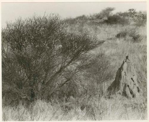 "Ant hills": Termite mound next to an acacia bush in bloom (print is a cropped image)