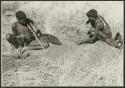 "Scraping hides, working on hides": Two men digging for poison beetles (print is a cropped image)