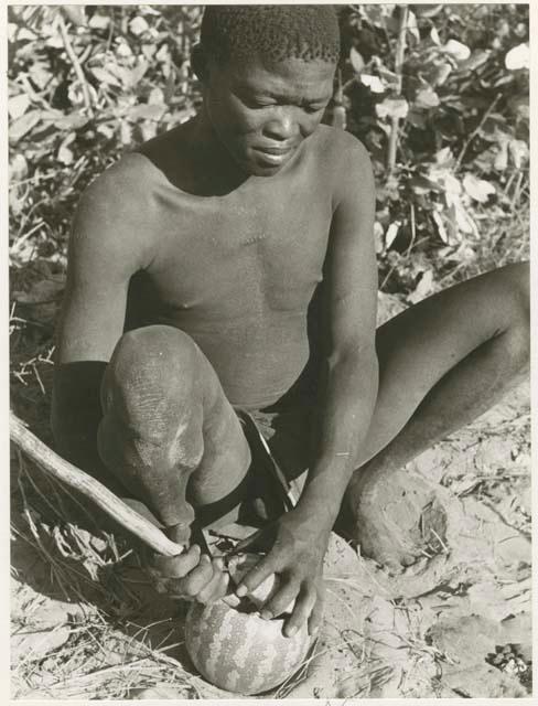 "With tsama": !Gai seated, opening a tsama melon with a digging stick (print is a cropped image)