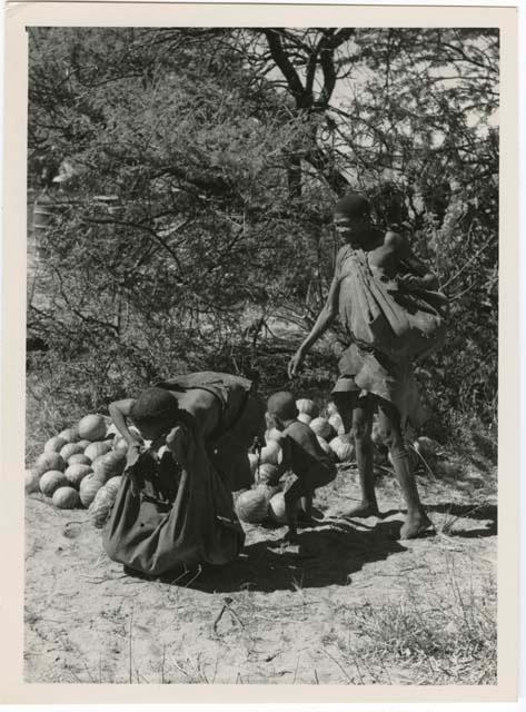 "With tsama": Tsekue and /Twikwe beginning to unload tsama melons from their karosses, with Oukwane standing between them (print is a cropped image)