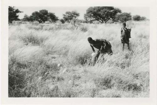 "With tsama": /Twikwe and DaSi!Na gathering tsama melons in a field (print is a cropped image)