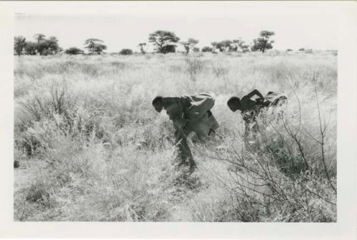 "With tsama": /Twikwe and DaSi!Na gathering tsama melons in a field (print is a cropped image)