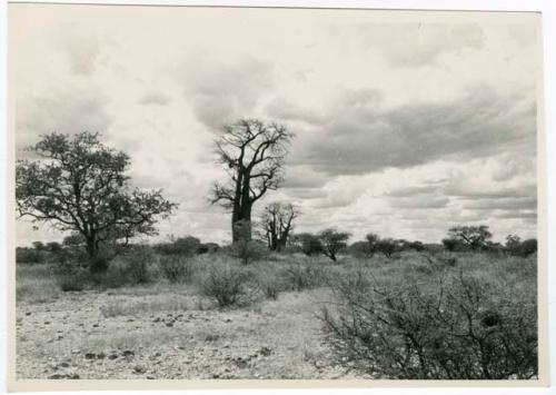 [Baobab tree]: Baobab tree with no leaves (print is a cropped image)