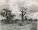 [Baobab tree]: Baobab tree with no leaves (print is a cropped image)