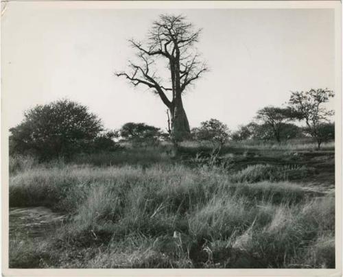 [Baobab tree]: Baobab tree (print is a cropped image)