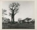 [Baobab tree]: Baobab trees (print is a cropped image)