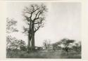 [Baobab tree]: Baobab trees (print is a cropped image)