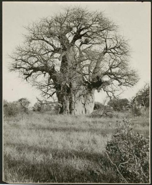 [Baobab tree]: Large baobab tree that has names carved into the trunk (print is a cropped image)