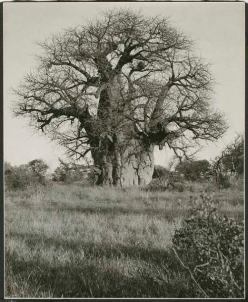 [Baobab tree]: Large baobab tree that has names carved into the trunk (print is a cropped image)