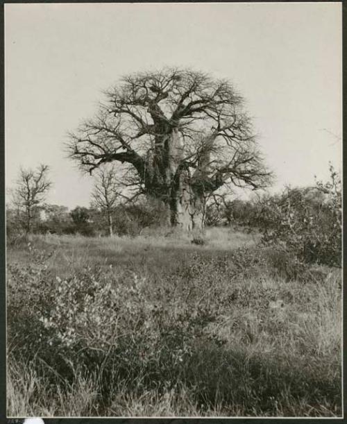 [Baobab tree]: Large baobab tree that has names carved into the trunk, distant view (print is a cropped image)