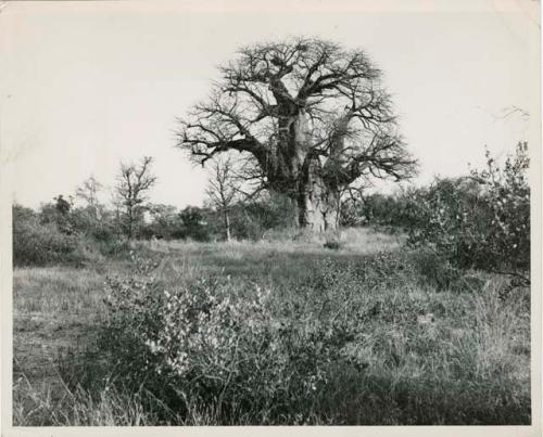 [Baobab tree]: Large baobab tree that has names carved into the trunk, distant view (print is a cropped image)