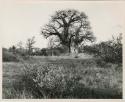 [Baobab tree]: Large baobab tree that has names carved into the trunk, distant view (print is a cropped image)