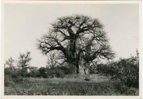 [Baobab tree]: Large baobab tree that has names carved into the trunk, distant view (print is a cropped image)