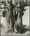 [Baobab tree]: Boy starting to climb a large baobab tree (print is a cropped image)