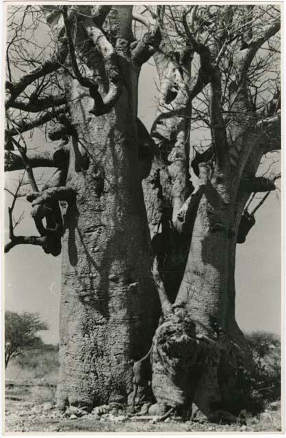 [Baobab tree]: Boy starting to climb a large baobab tree (print is a cropped image)